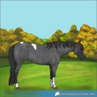Horse Color:Blue Roan Tobiano 