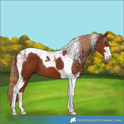 Horse Color:Chestnut Sabino Tobiano