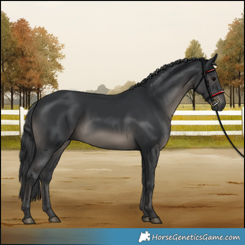 Horse Color:Black 
