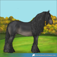 Horse Color:Black 