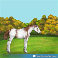 Horse Color:White Spotted Chestnut Sabino Rabicano 