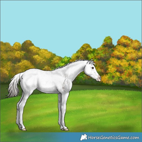 Horse Color:Liver Chestnut Sabino Splash 