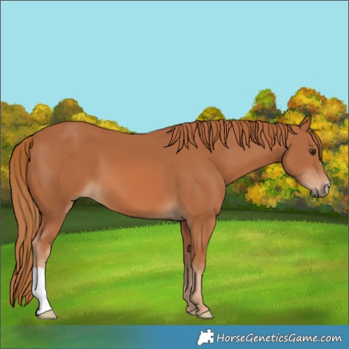 Horse Color:Chestnut 