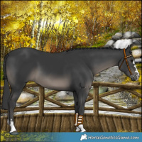 Horse Color:Black 