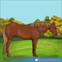Horse Color:Chestnut 