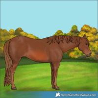 Horse Color:Chestnut 