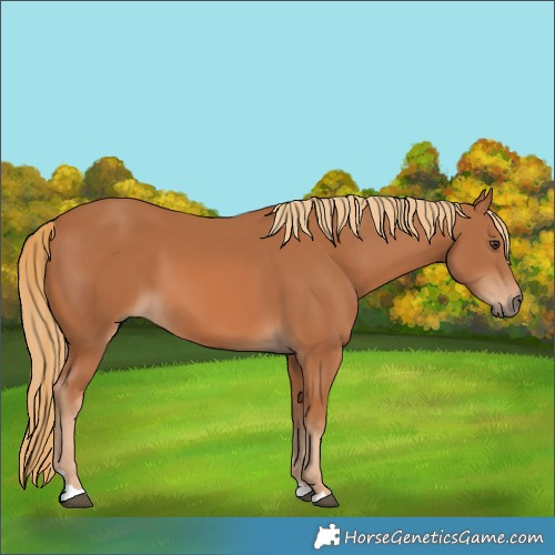 Horse Color:Chestnut 