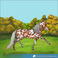Horse Color:Silver Brown Appaloosa 
