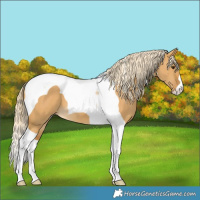 Horse Color:Palomino Dun Tobiano