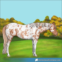 Horse Color:Gold Champagne Tobiano Appaloosa  and Gold Champagne Tobiano Appaloosa 