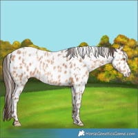 Horse Color:Amber Champagne Appaloosa  and Amber Champagne Appaloosa 