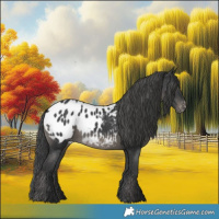Horse Color:Black Appaloosa 