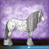 Horse Color:Black Appaloosa Rabicano 