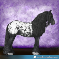 Horse Color:Black Appaloosa Rabicano 