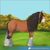 Horse Color:Bay Splash 