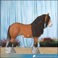 Horse Color:Bay Splash Frame 
