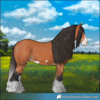 Horse Color:Bay Splash Frame 