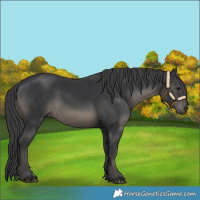 Horse Color:Black 