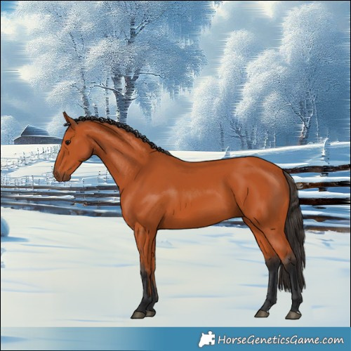 Horse Color:Bay 