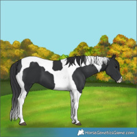Horse Color:Black Tobiano 