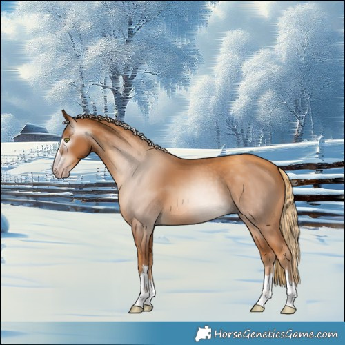Horse Color:Gray Gold Champagne 