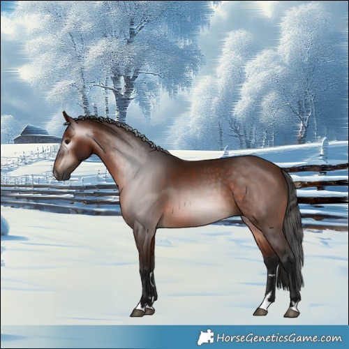 Horse Color:Gray Bay 