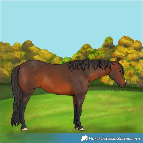 Horse Color:Brown 