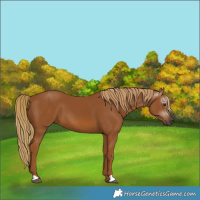 Horse Color:Gray Chestnut 