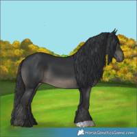 Horse Color:Black 