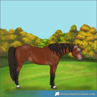 Horse Color:Gray Bay 