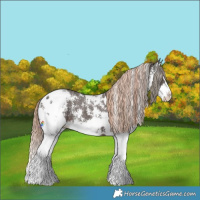 Horse Color:Liver Chestnut Sabino Splash Appaloosa and Liver Chestnut Sabino Splash Appaloosa