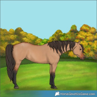 Horse Color:Bay Dun 