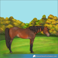 Horse Color:Bay 
