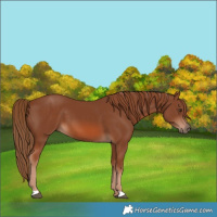 Horse Color:Chestnut 