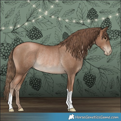 Horse Color:Black Pearl Rabicano 