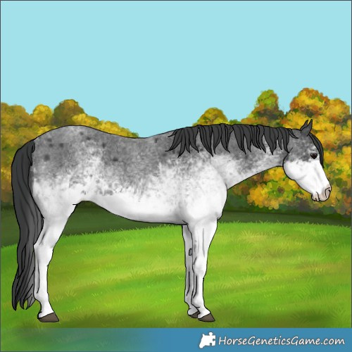 Horse Color:White Spotted Blue Roan
