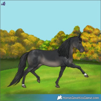 Horse Color:Black 