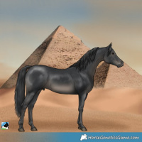 Horse Color:Black Mushroom Rabicano 