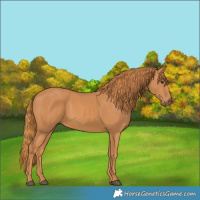 Horse Color:Chestnut 