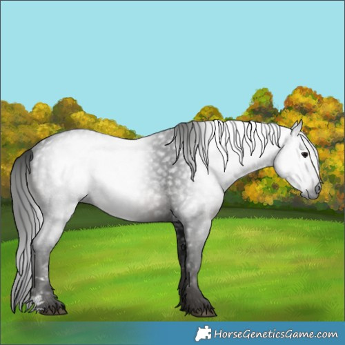 Horse Color:Gray Black 