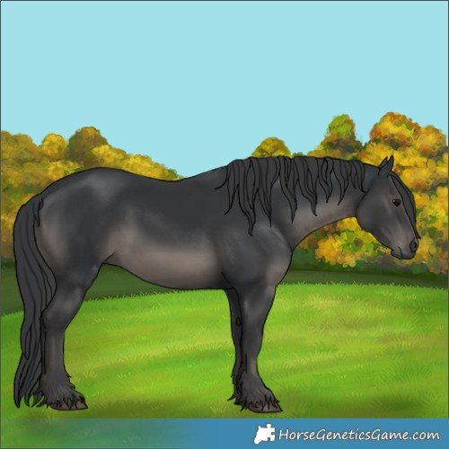Horse Color:Black 