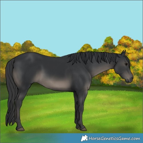 Horse Color:Black 