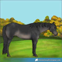 Horse Color:Black 