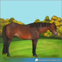 Horse Color:Brown 