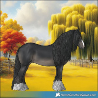 Horse Color:Black 