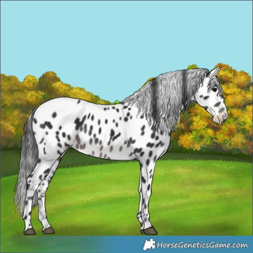 Horse Color:Black Appaloosa 
