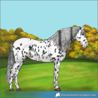 Horse Color:Black Appaloosa 