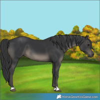 Horse Color:Black 