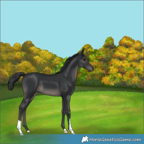 Horse Color:Black 