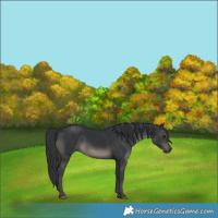 Horse Color:Black 